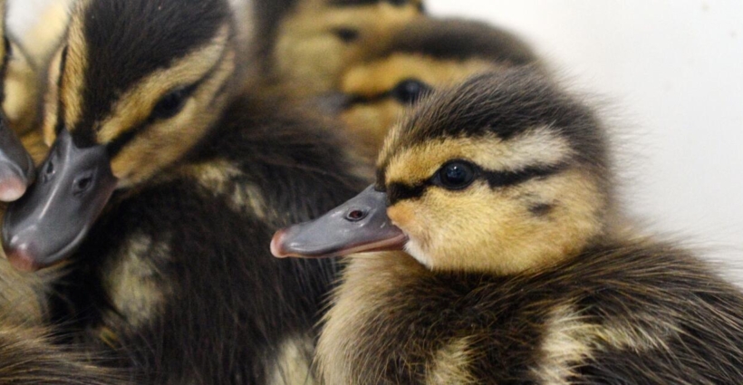 50,000 Wild Lives and Counting: A Tiny Duckling Marks a Big Milestone at DCHS’s Wildlife Center