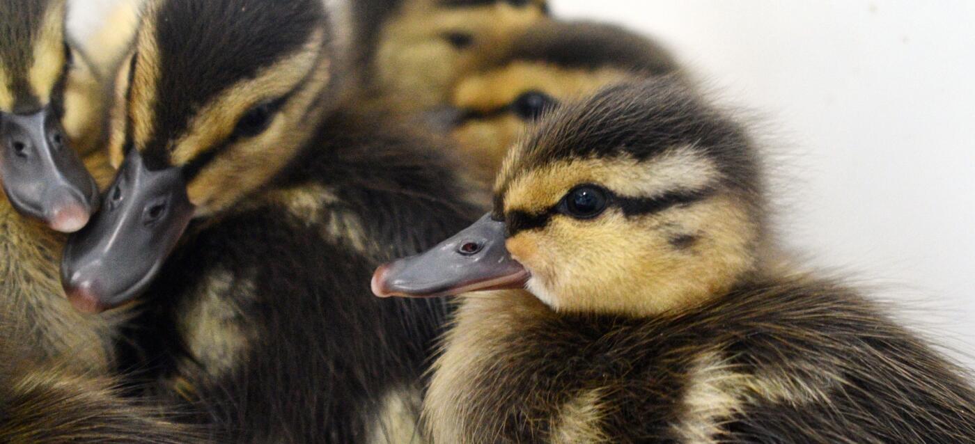 50,000 Wild Lives and Counting: A Tiny Duckling Marks a Big Milestone at DCHS’s Wildlife Center